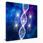 DNA/Doppelhelix – Evolutionäre Entwicklung